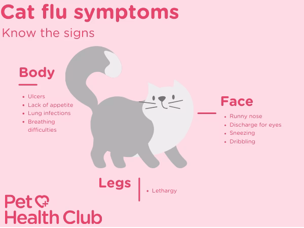 Does my cat have allergies or a cold?