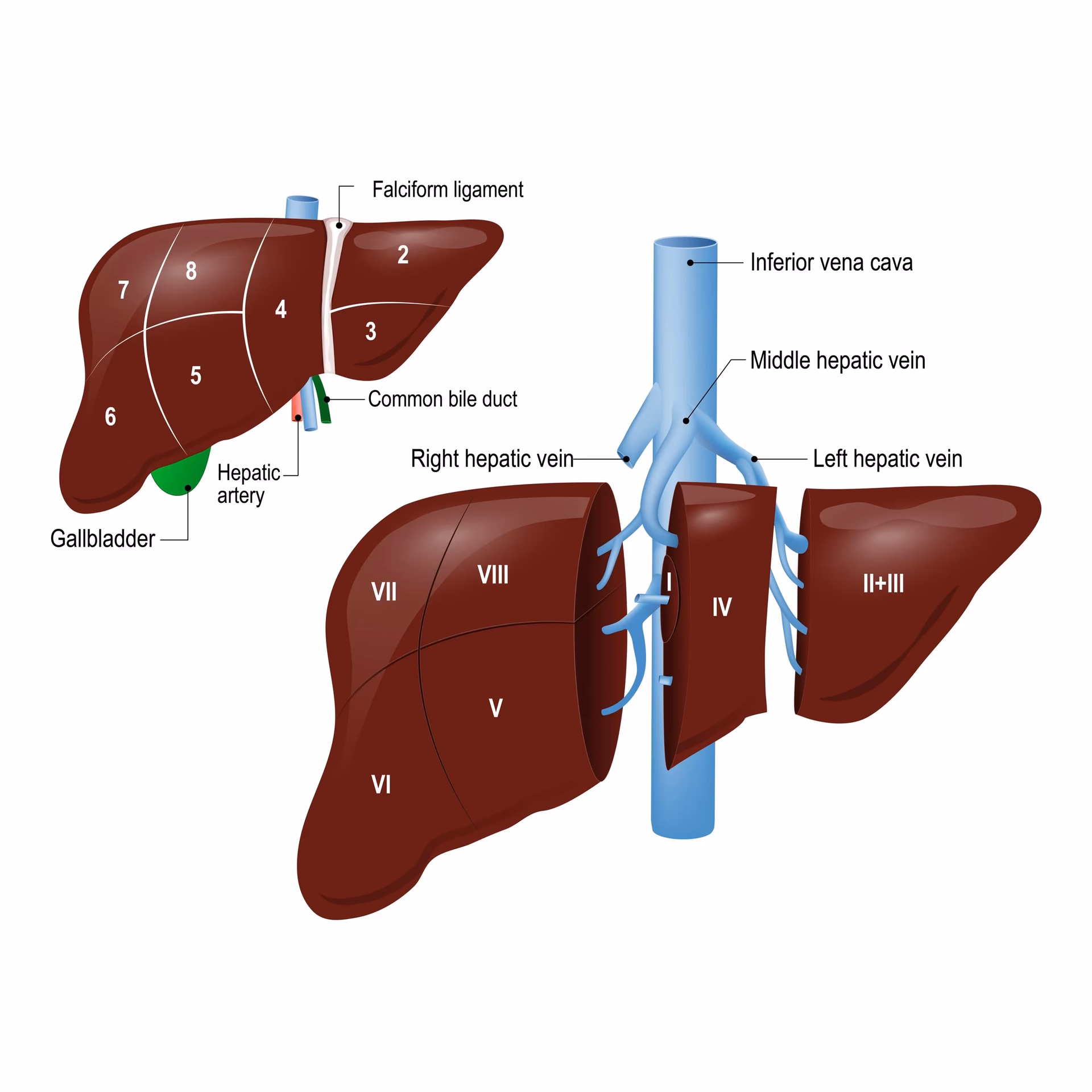 Can you get a liver if you have liver cancer?