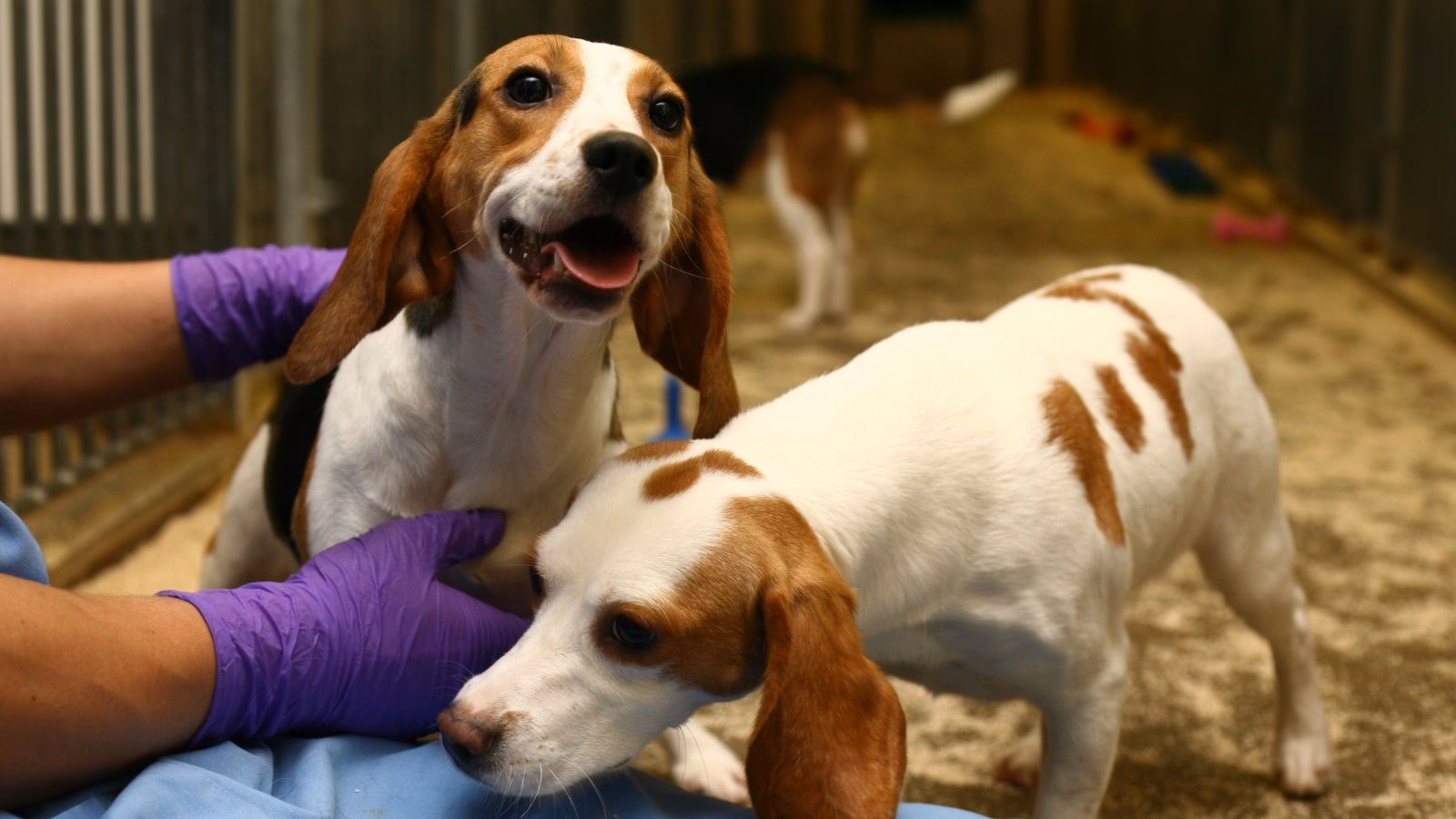 Why are dogs used in medical research?