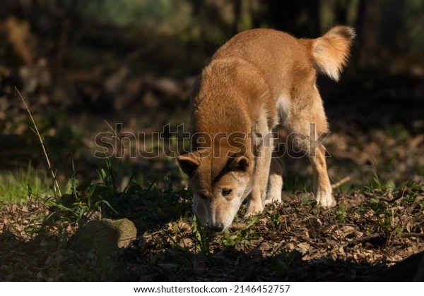 Why are Canis a barkless dog called Canis hallstromi?