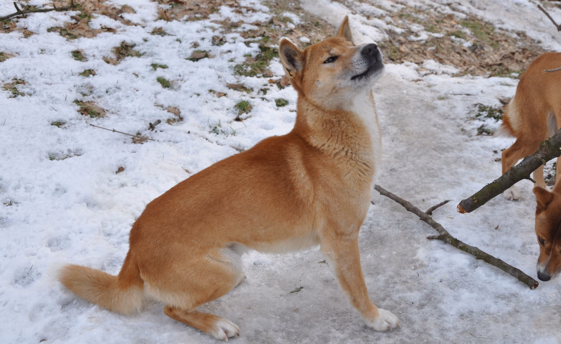 Is Canis hallstromi a unique taxon?