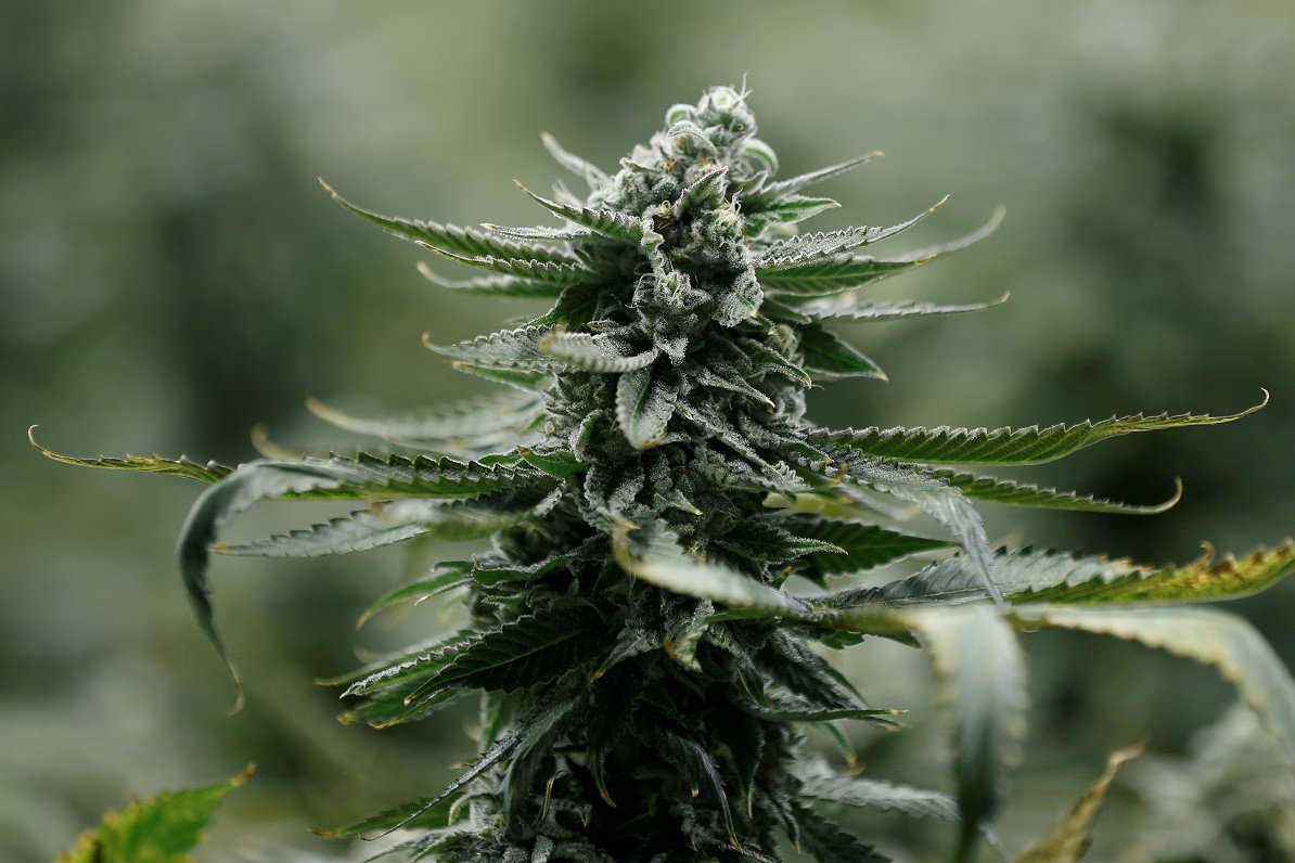 What are the penalties for violating cannabis laws in Latvia?