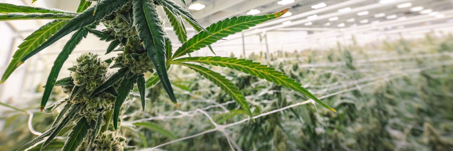 ¿Qué es el Programa Nacional para el uso medicinal de la planta de cannabis?