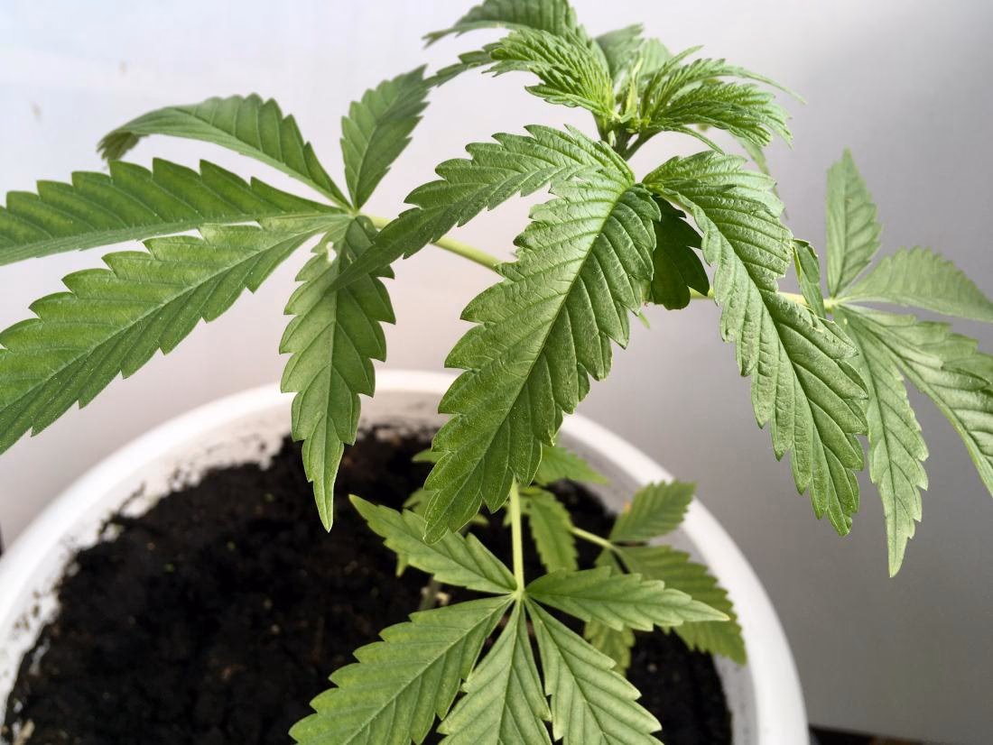 Is cannabis a risk factor for asthma?