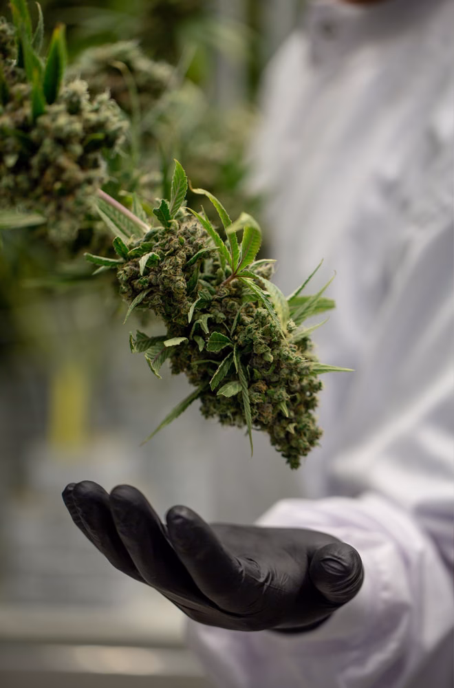 Was ist ein medizinisches Cannabis Schein?