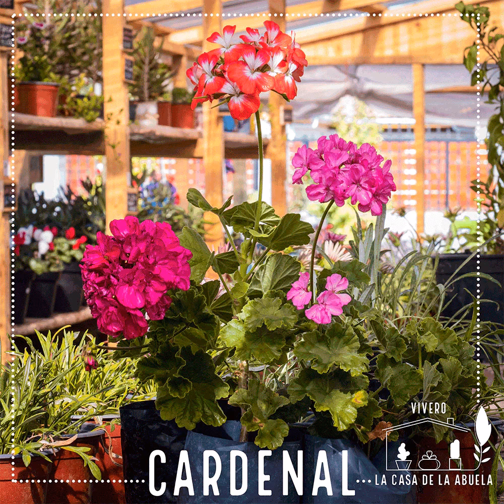 ¿Cuáles son las plantas medicinales?