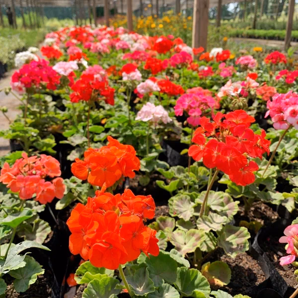 ¿Cómo se cultiva la flor de cardenal?