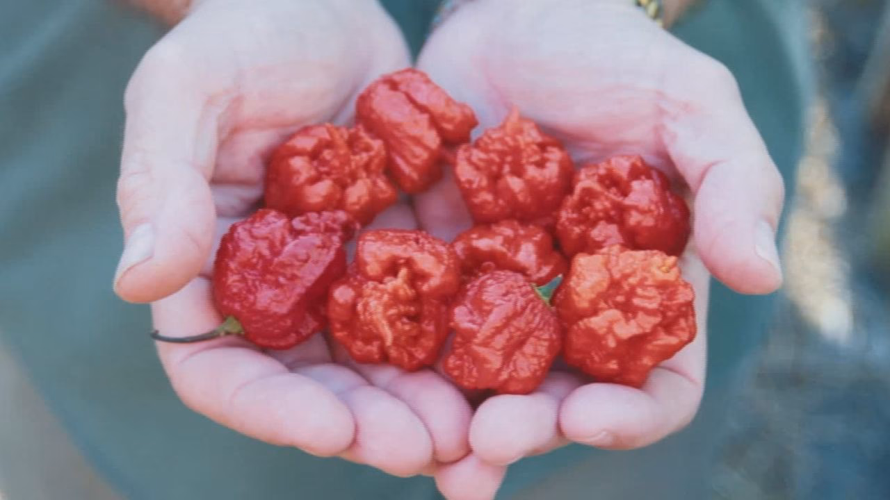 Is it safe to eat a Carolina Reaper?