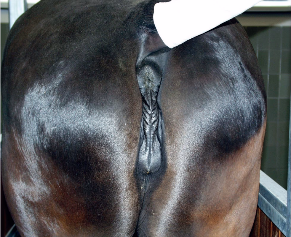 What is a Caslick's surgery on a broodmare?