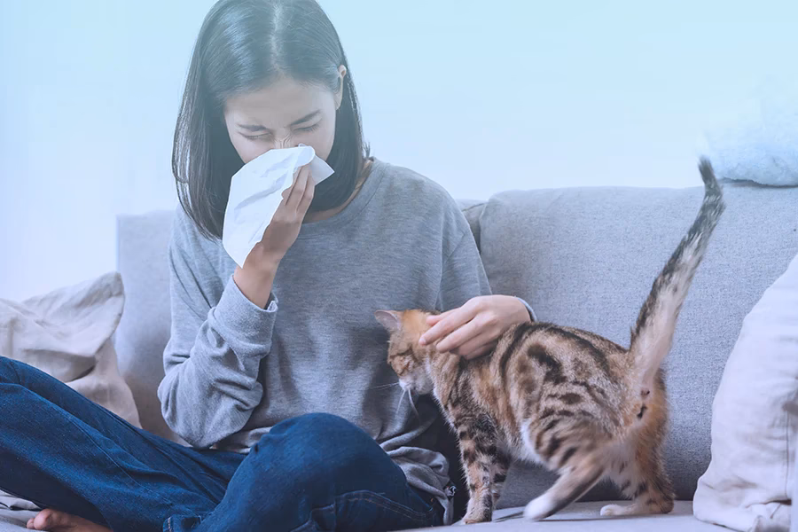 How much does immunotherapy for cat allergies cost?