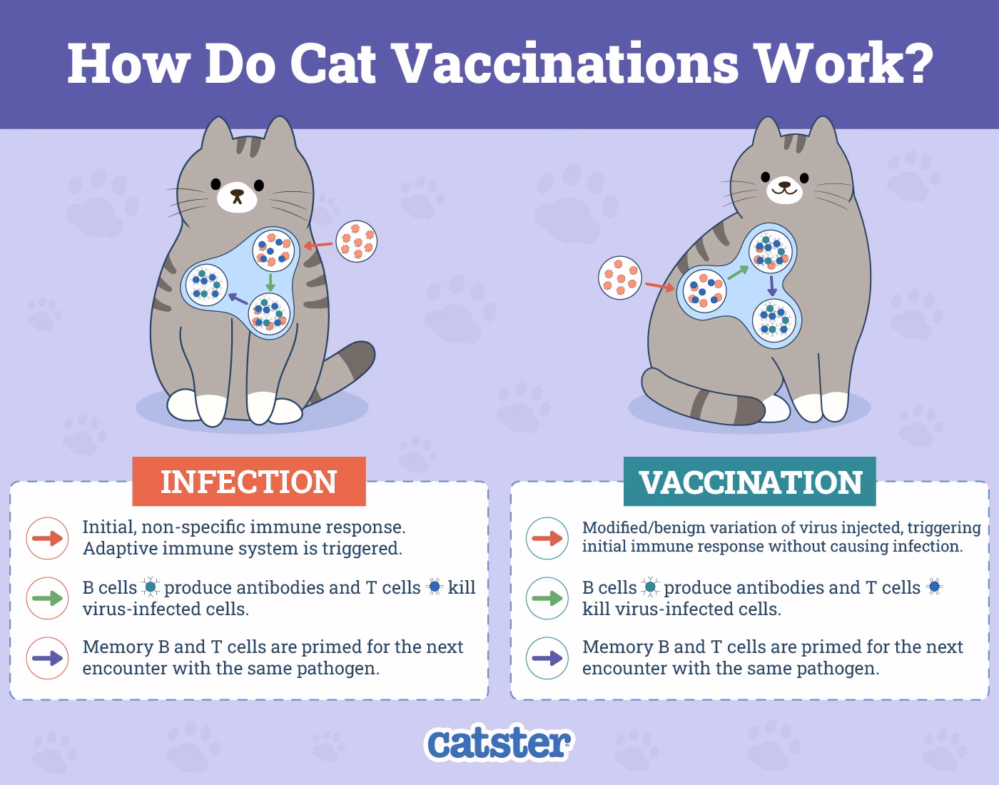Can I give my Cat immunotherapy for atopic dermatitis?