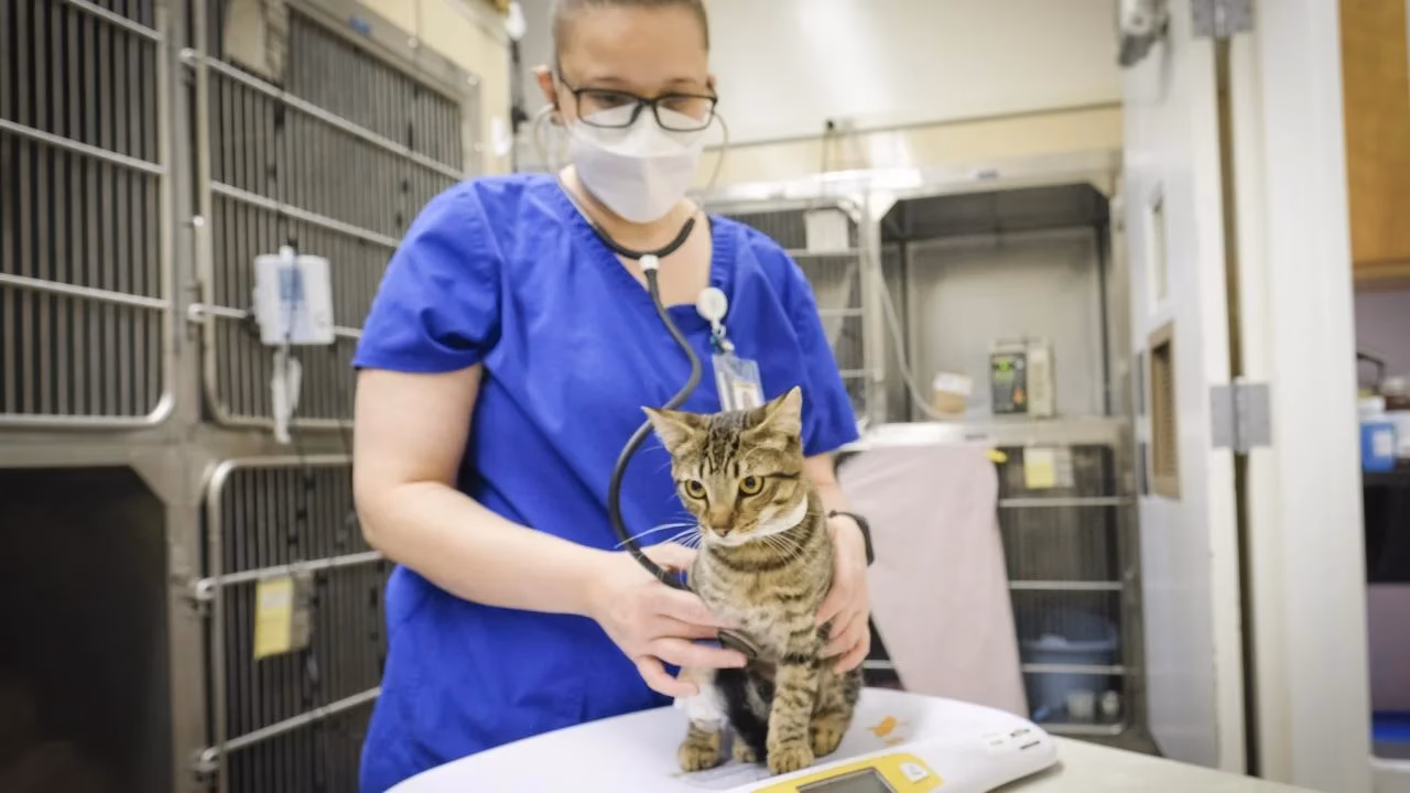 Can mesenchymal stem cell therapy be used in Feline Medicine?