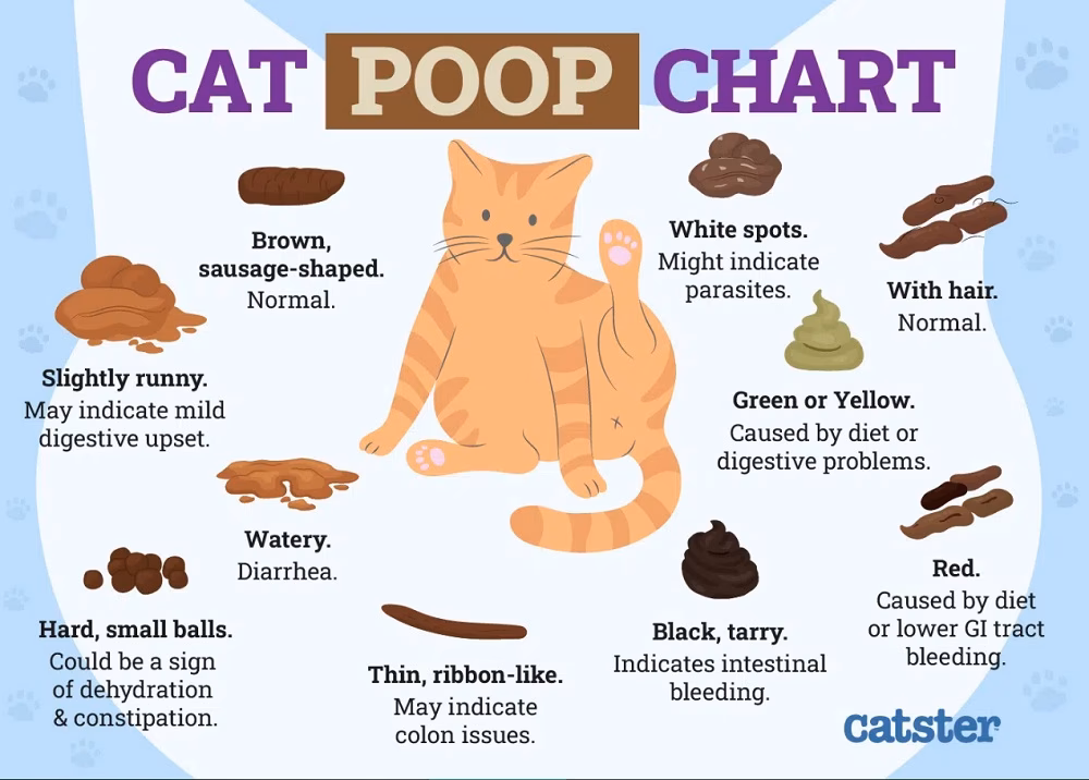 What should a cat eat if he has diarrhea?