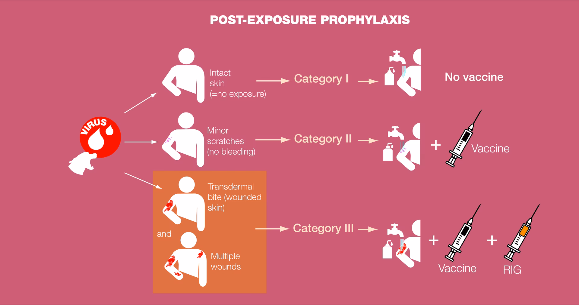 Which phylogroup is responsible for rabies encephalitis?
