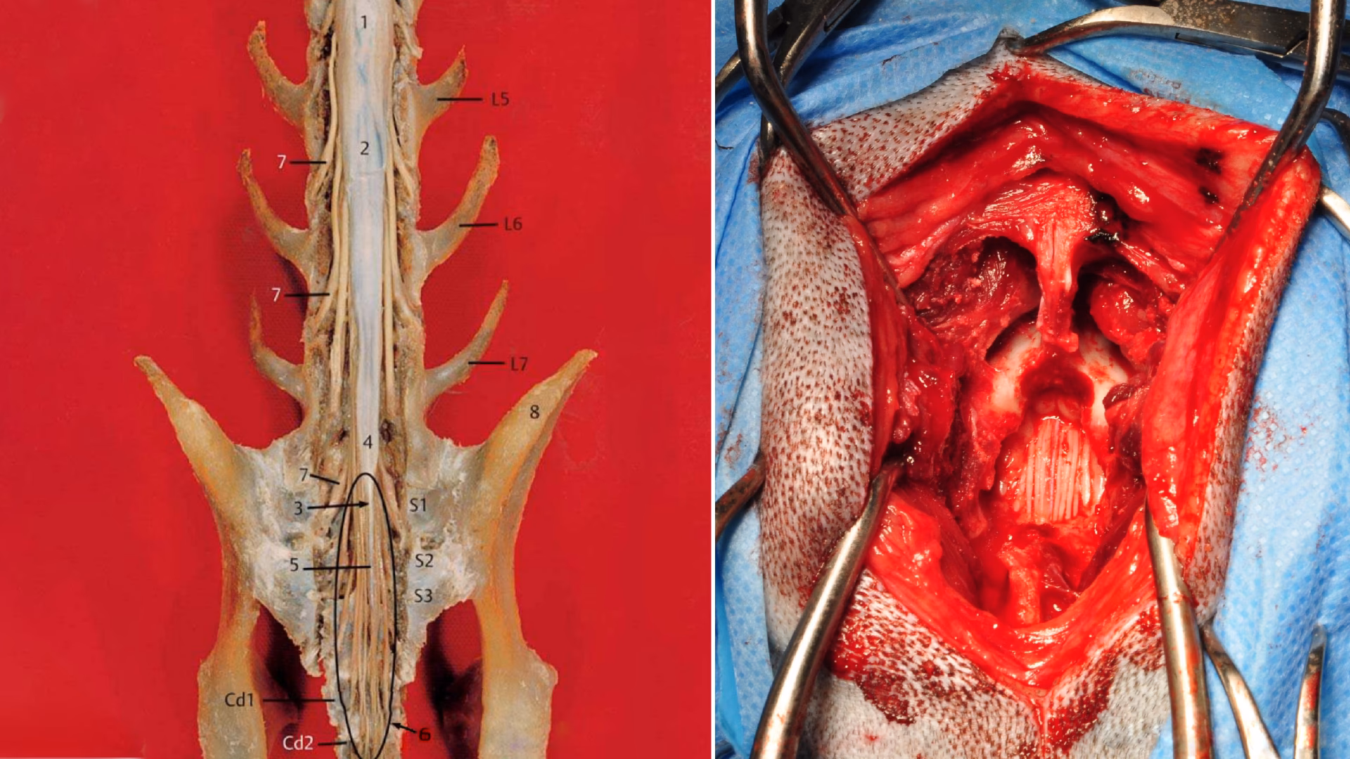 Was sind die häufigsten Symptome des Cauda equina Syndroms bei Hunden?