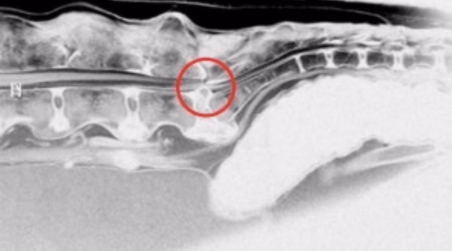 Was sind die häufigsten Symptome des Cauda equina Syndroms bei Hunden?