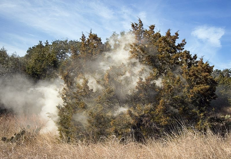 What is cedar pollen allergy?
