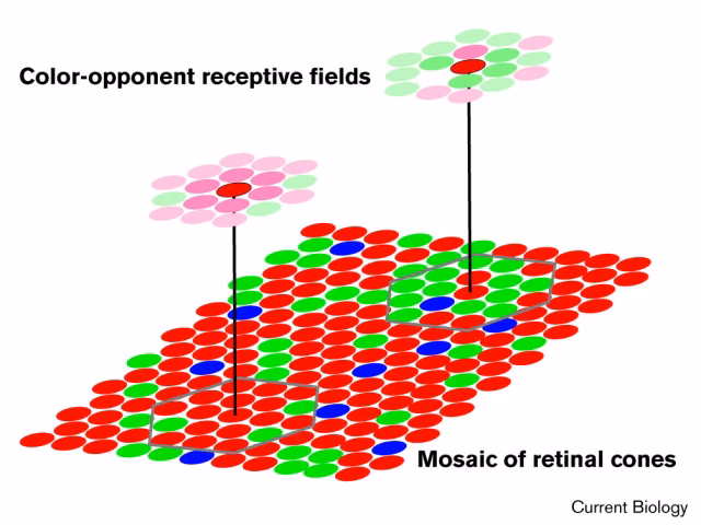 Do center-surround receptive fields have excitatory and inhibitory areas?