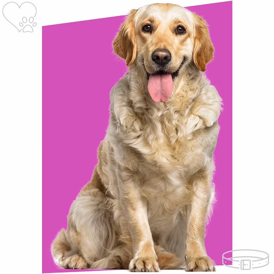 What is Chandler Animal Hospital?