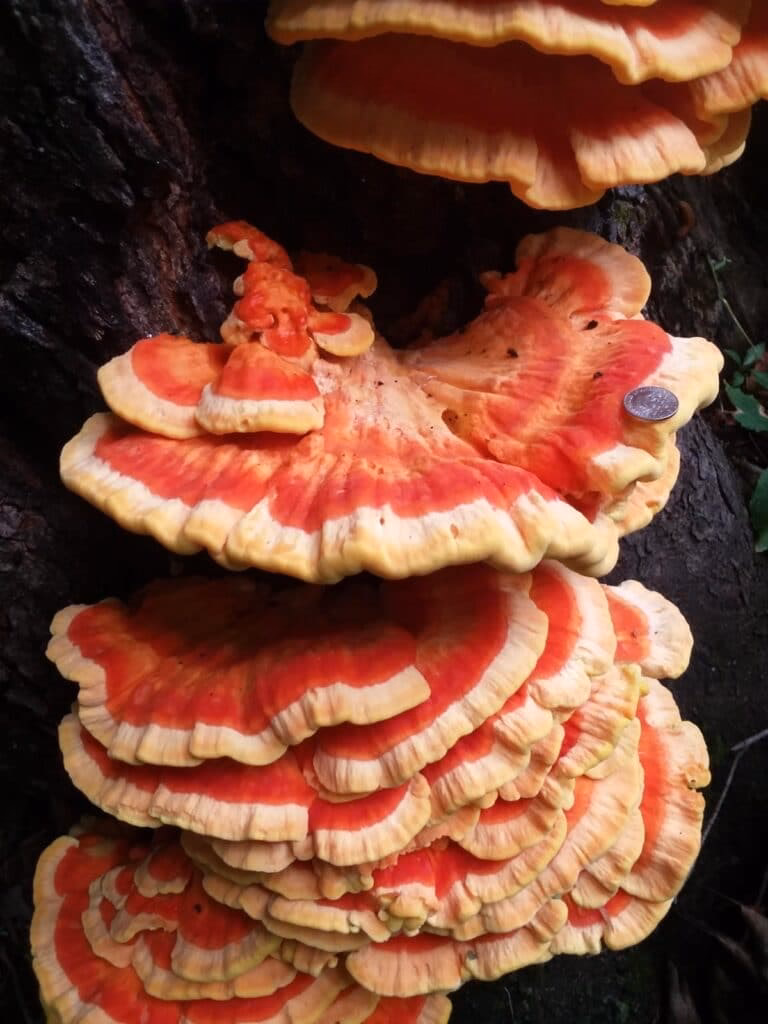 Can you eat chicken of the woods if you have a stomach upset?