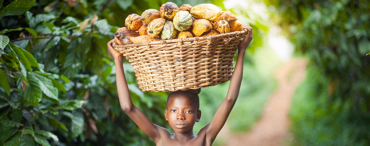 How to reduce child labour in cocoa growing areas of Ghana?
