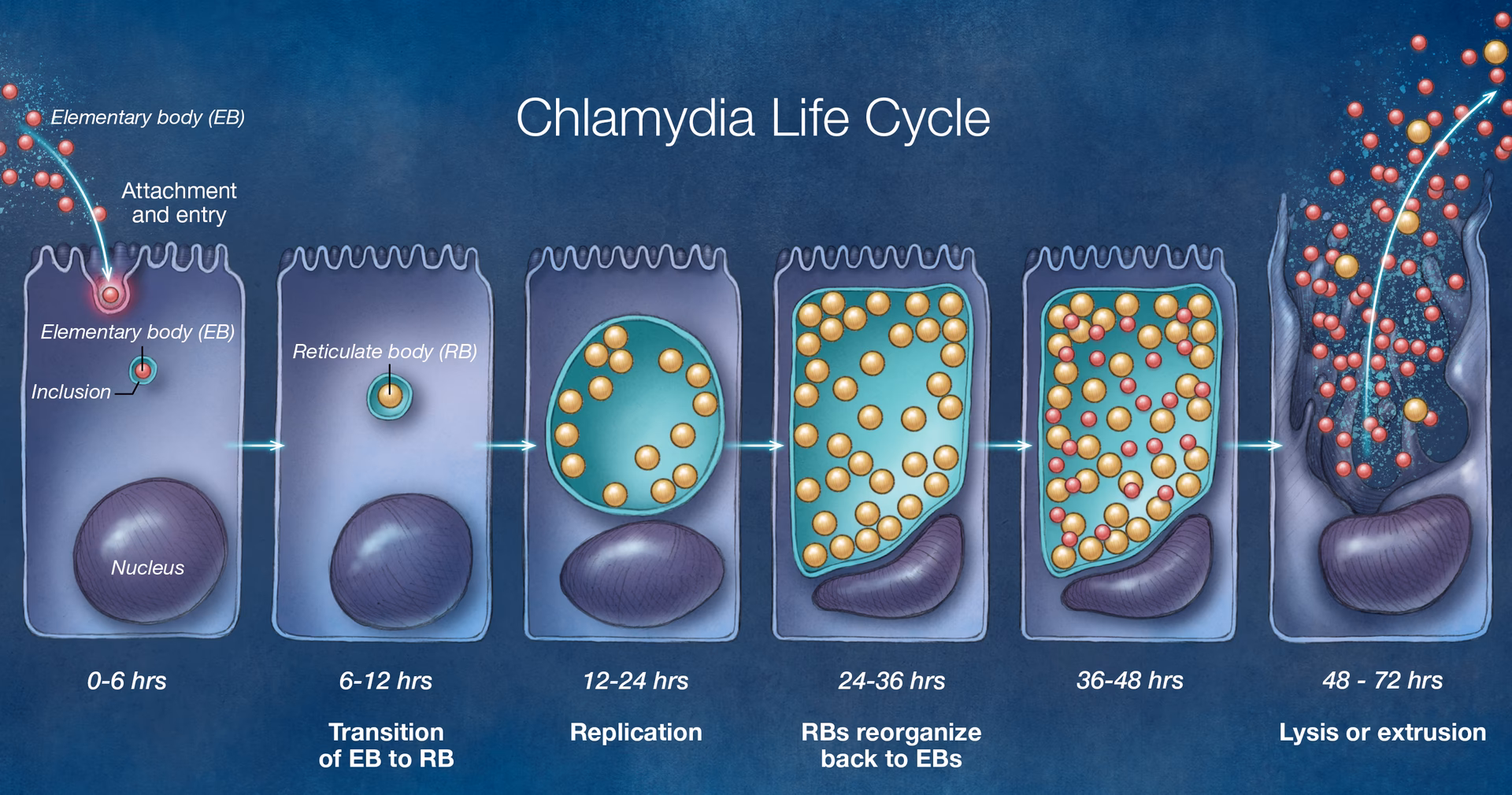 How serious is Chlamydia?