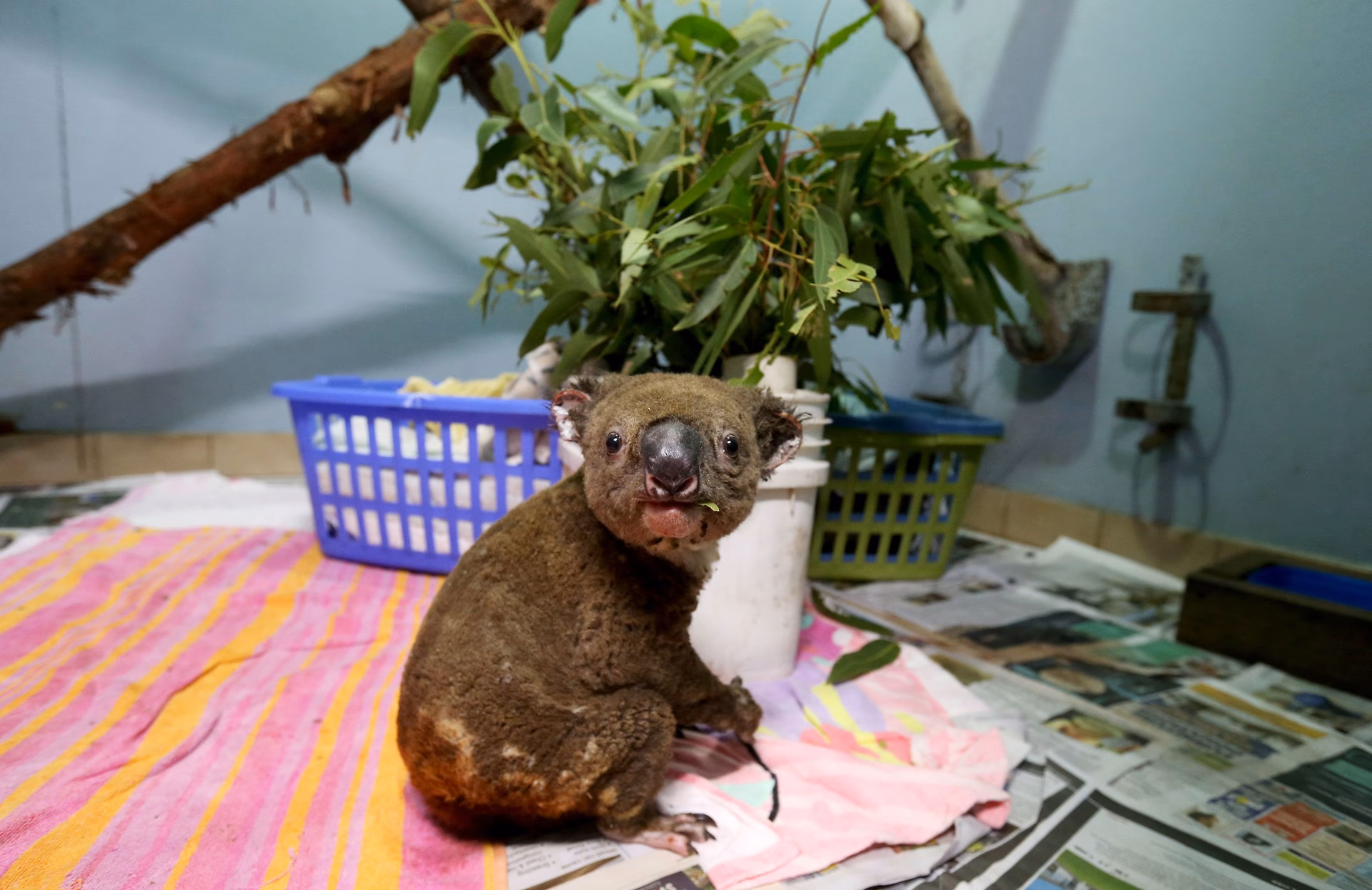 Are Chlamydia-infected koalas a joke?