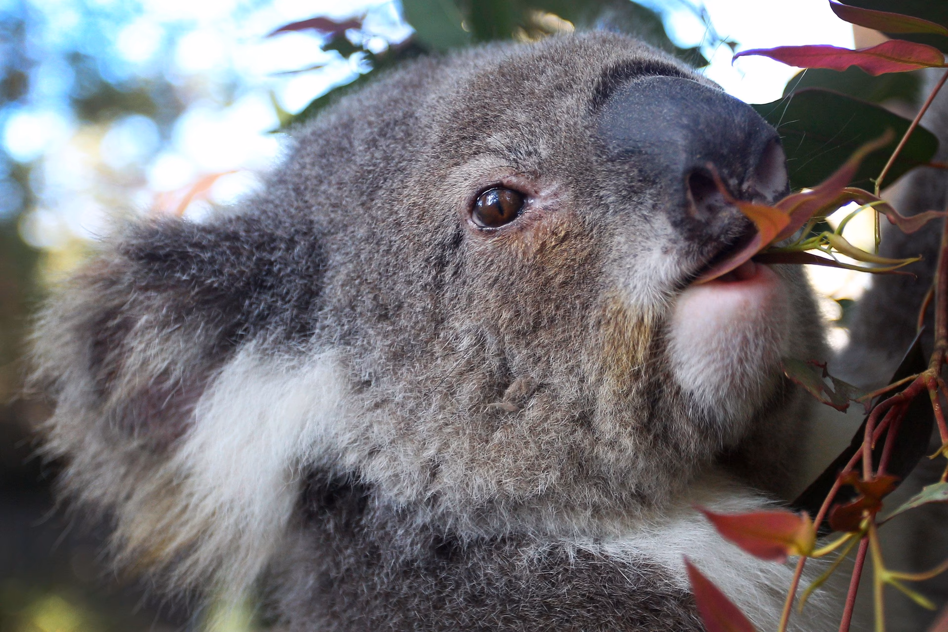 Are Chlamydia-infected koalas a joke?
