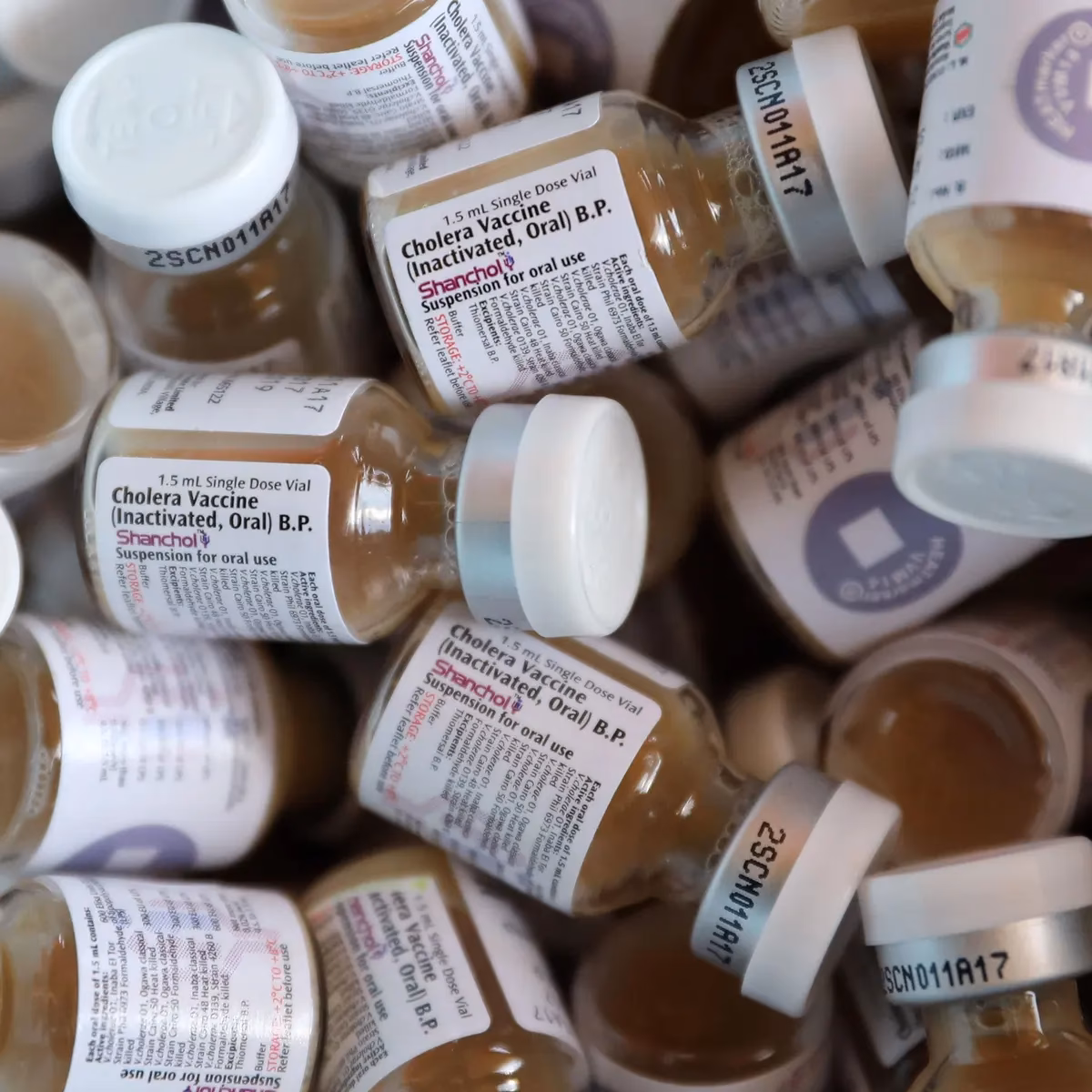 Who discovered Vibrio cholera?