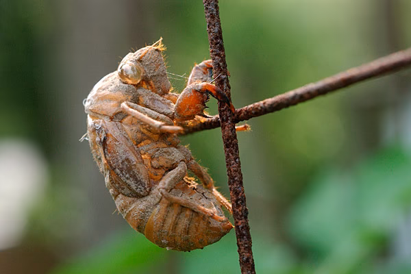 What is Cicada used for in traditional medicine?