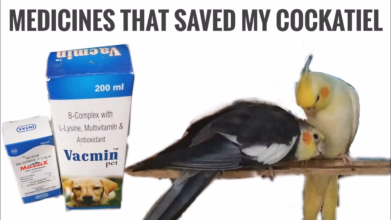 How to treat Budgie & cockatiel cold faster?