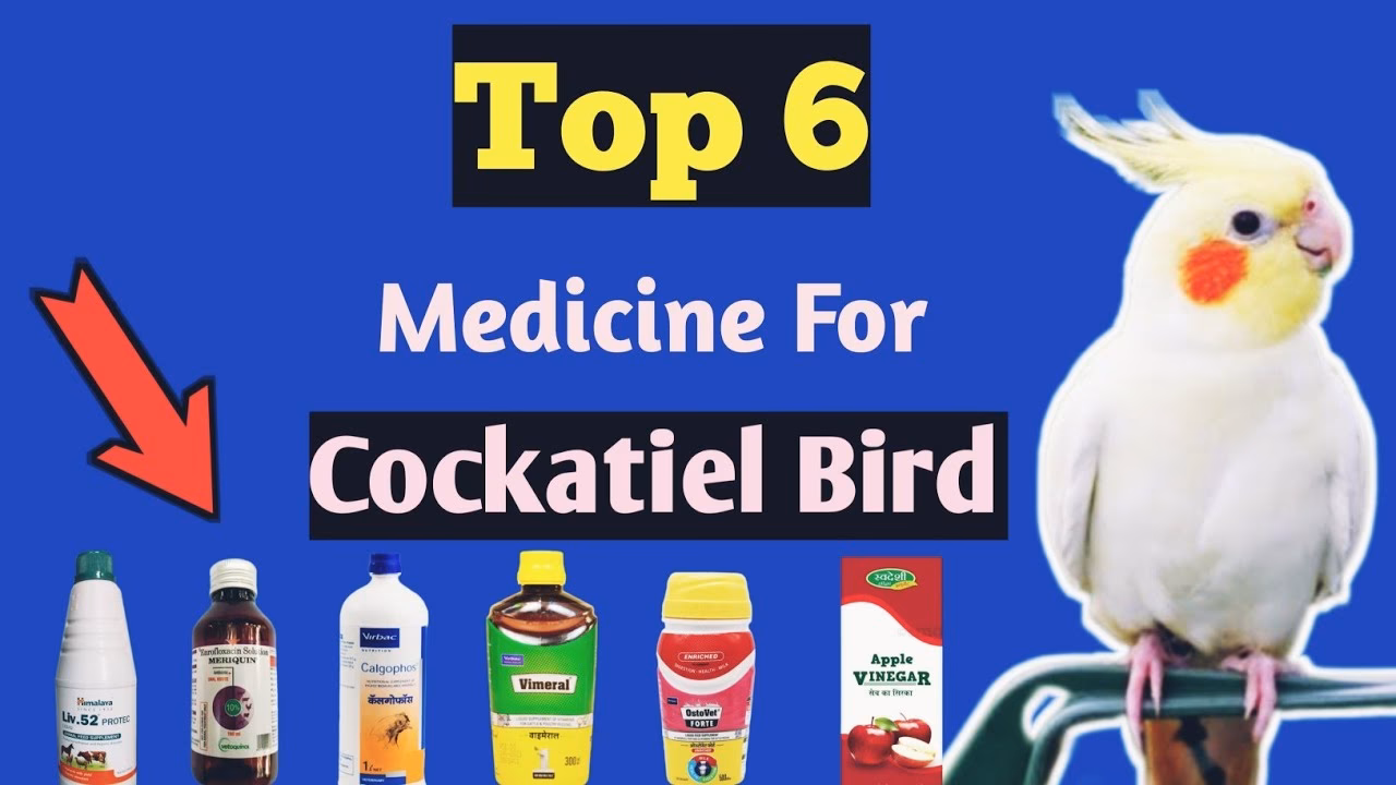 How to treat Budgie & cockatiel cold faster?
