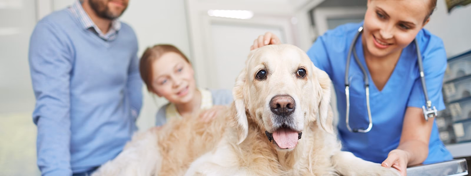 Is there a lack of compliance in veterinary medicine?