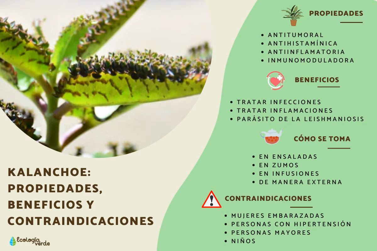 ¿Cuál es la diferencia entre indicación y contraindicación?