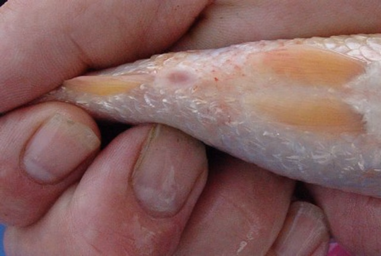 What is the best treatment for Costia fungus?