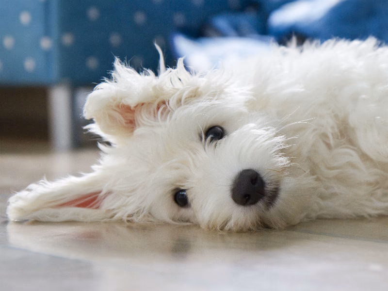 Are Coton de Tulear healthy?