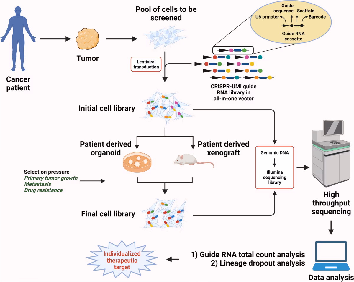What is CRISPR gene editing?