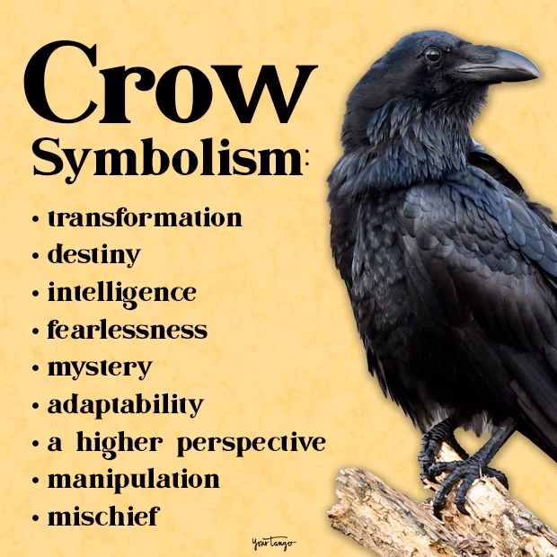 Why should you use Crow as an animal spirit guide?