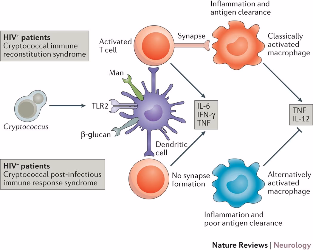 How is cryptococcal meningitis relapse differentiated from persistent infection?