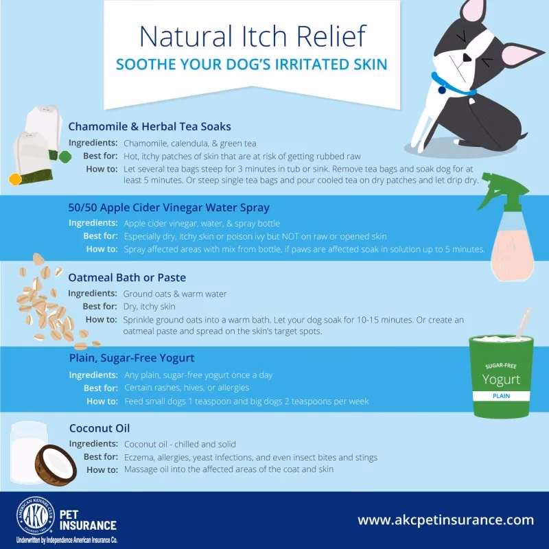 Should you use allergy reducing products for your dog?