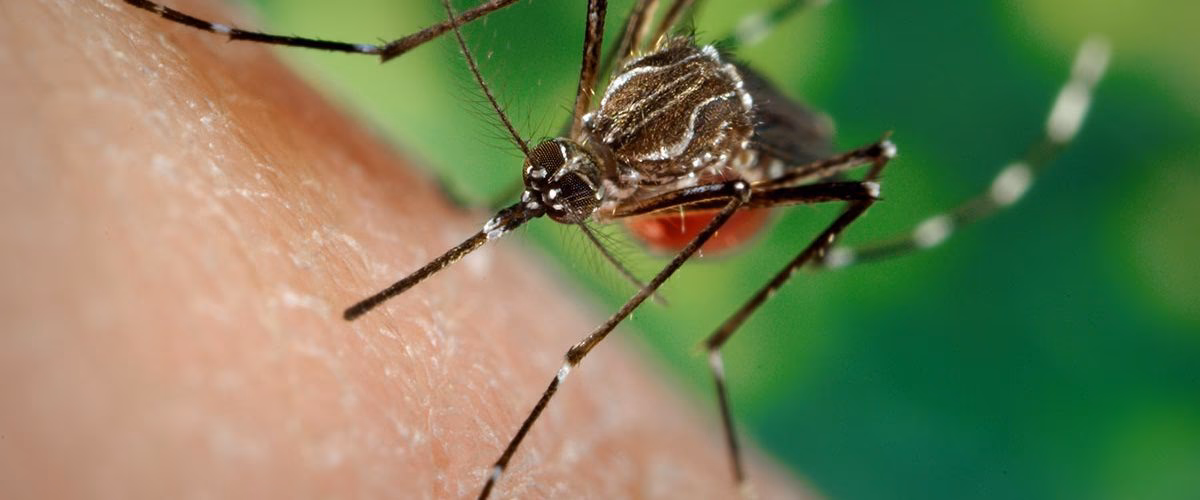 When should I call a doctor if I have dengue fever?