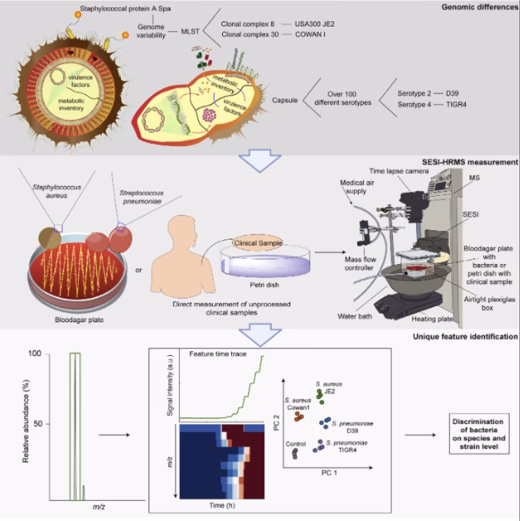 What is Streptococcus pneumoniae (pneumococci)?