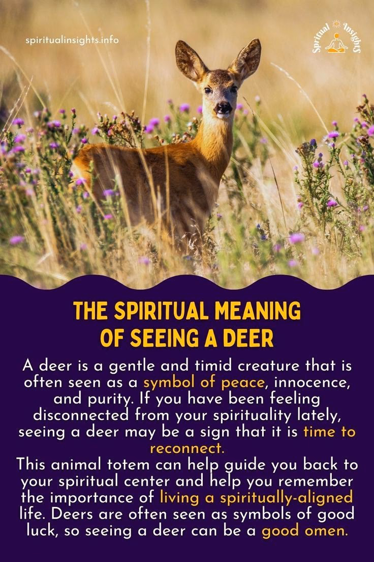 What if a deer has chosen you as your spirit animal?
