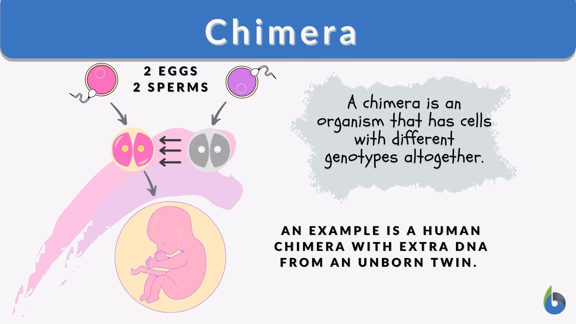 What is a human chimera?