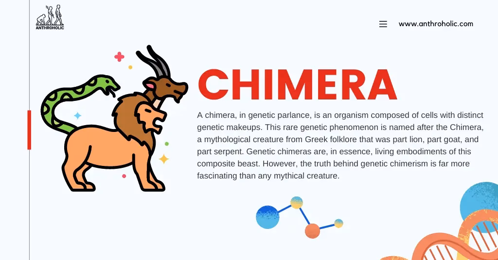 What is chimerism in humans?