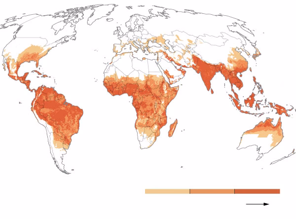 Which country has the most dengue cases in 2024?