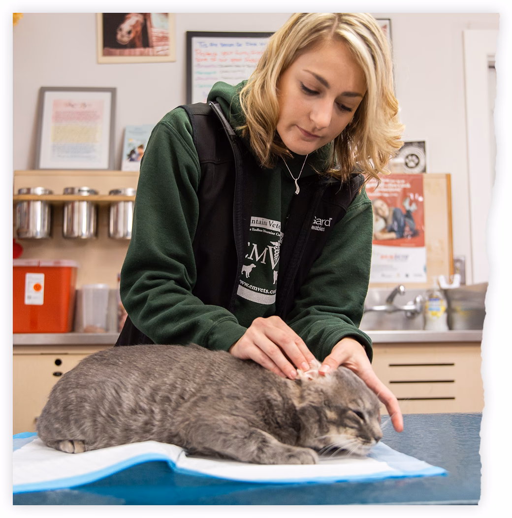 What is a Veterinary Internship?