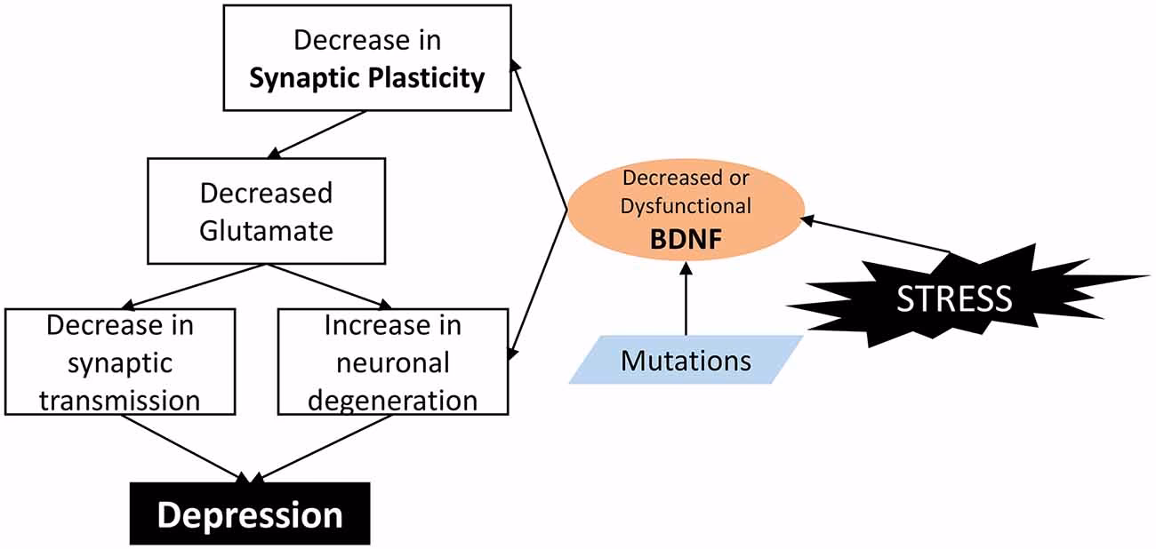 How does depression affect neuroplasticity?