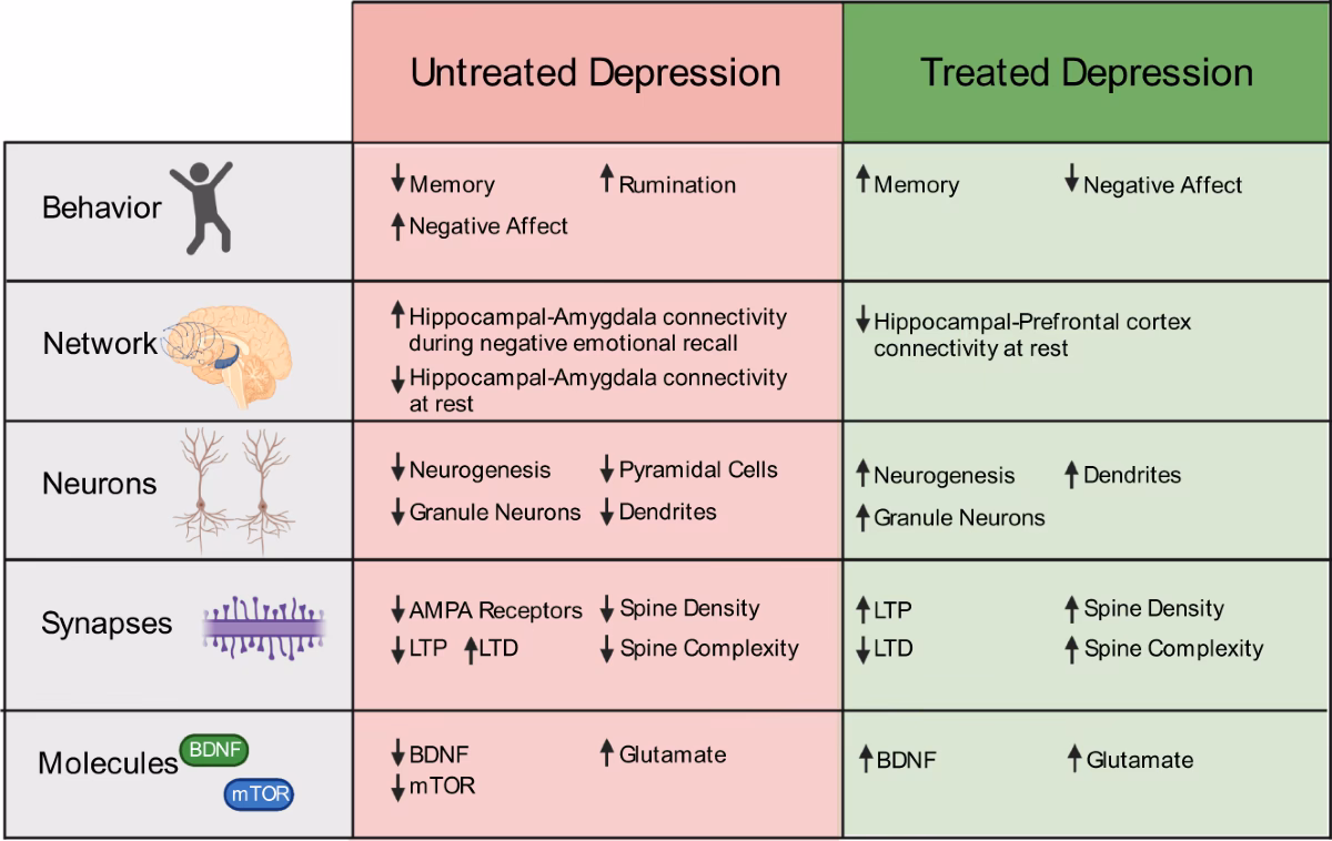 How does depression affect neuroplasticity?