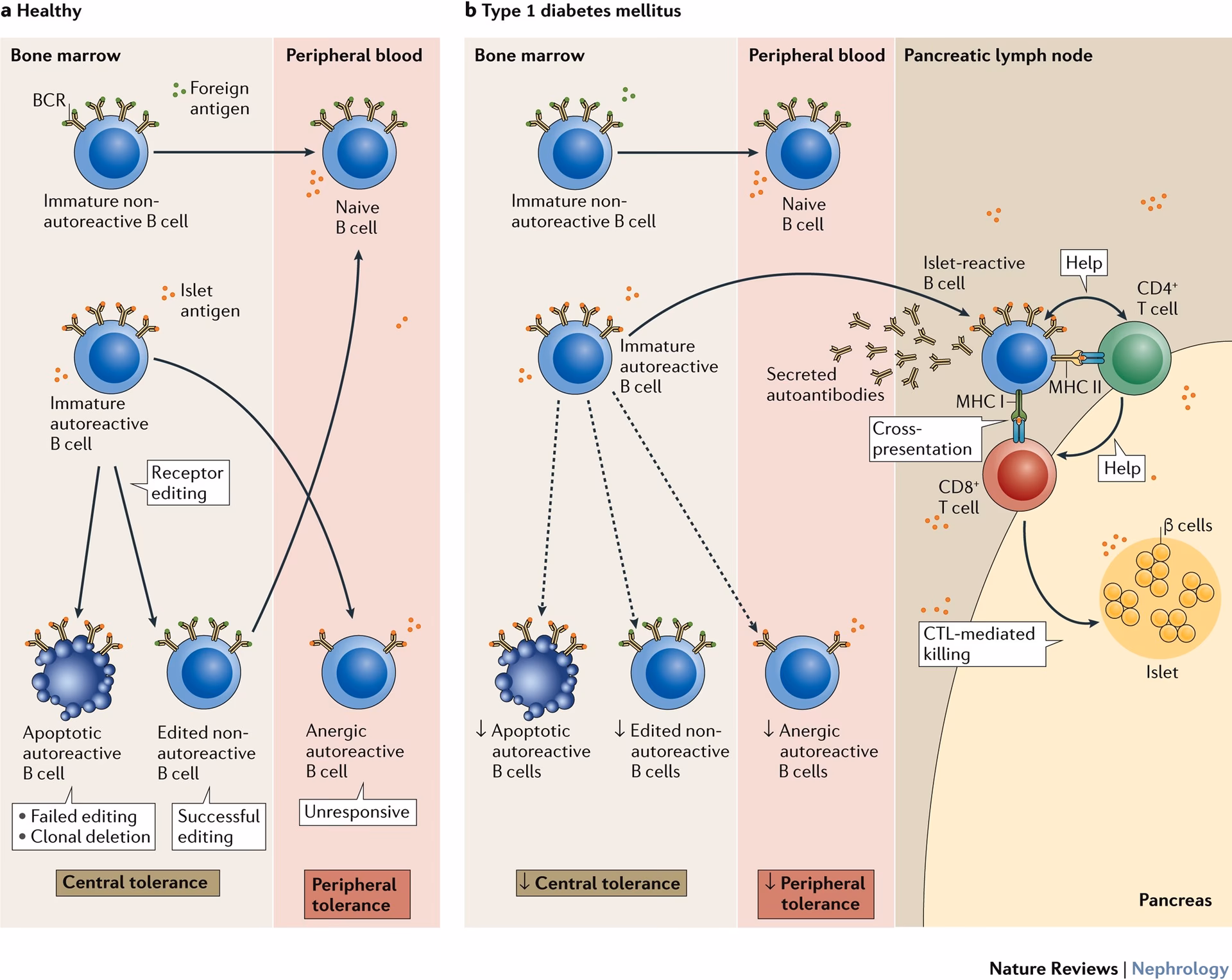 Do B cells contribute to the development of diabetes in non-obese diabetic mice?